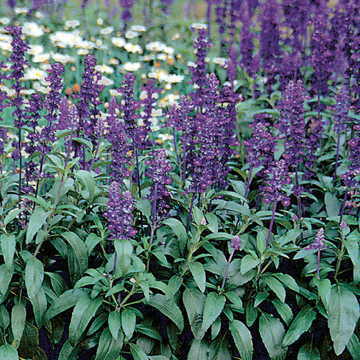 blue evolution flower seeds
