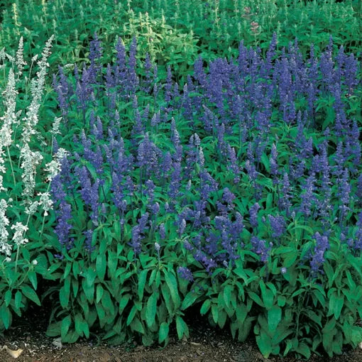 victoria salvia flower seeds