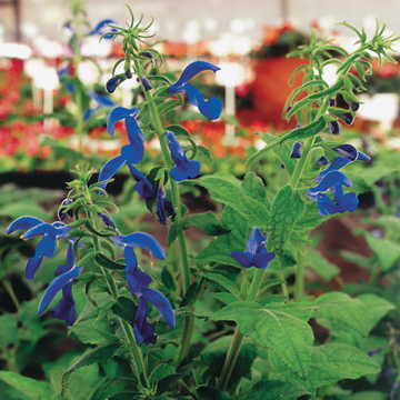 blue blue flower seeds