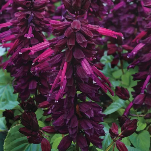 purple purple flower seeds