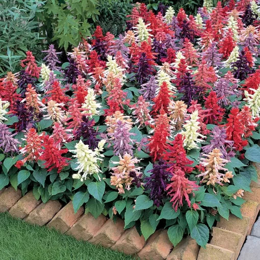 vista mix flower seeds
