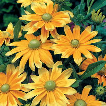 green yellow flower seeds