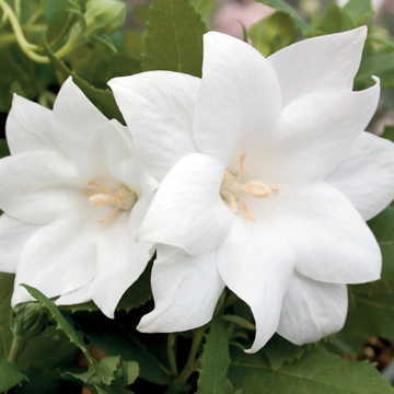white white flower seeds