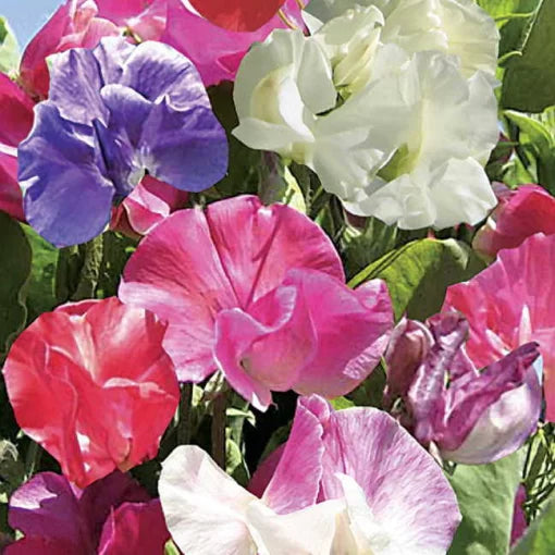 mula mix flower seeds