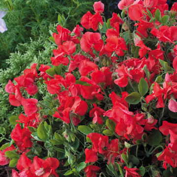 villa roma flower seeds