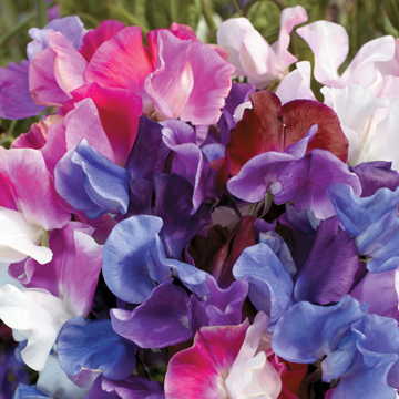melody mix flower seeds