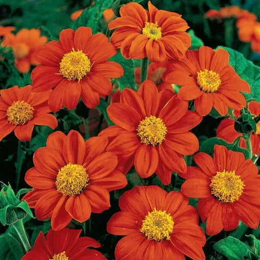 orange fiesta flower seeds