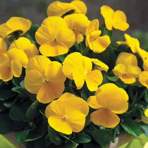 yellow yellow flower seeds