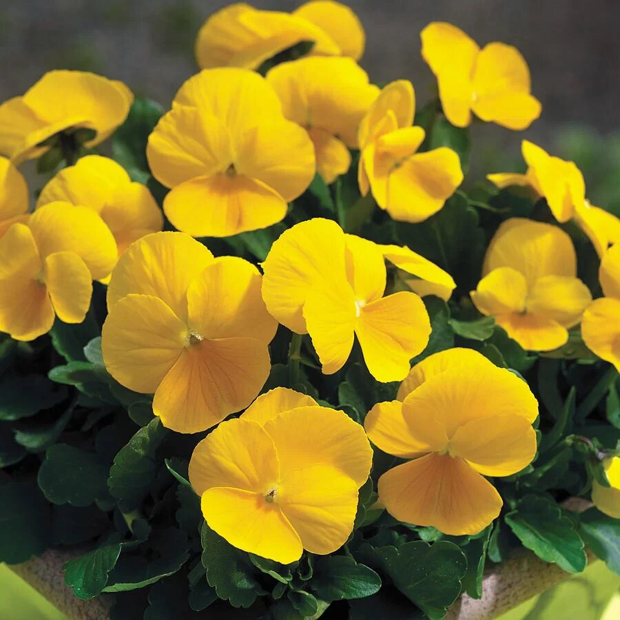 Pansy Flower Seeds Yellow – Heirloom, Non-GMO, High Germination Seeds