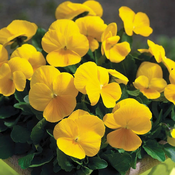 Pansy Flower Seeds Yellow – Heirloom, Non-GMO, High Germination Seeds