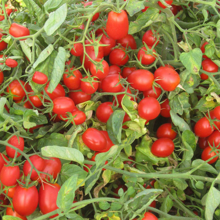 Datterino Seeds for Planting – Heirloom, Non-GMO, High Germination, Organic Garden Seeds