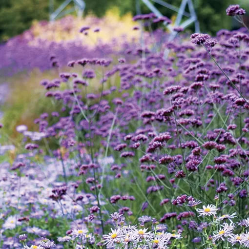 finesse verbena flower seeds