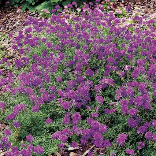 purple imagination flower seeds