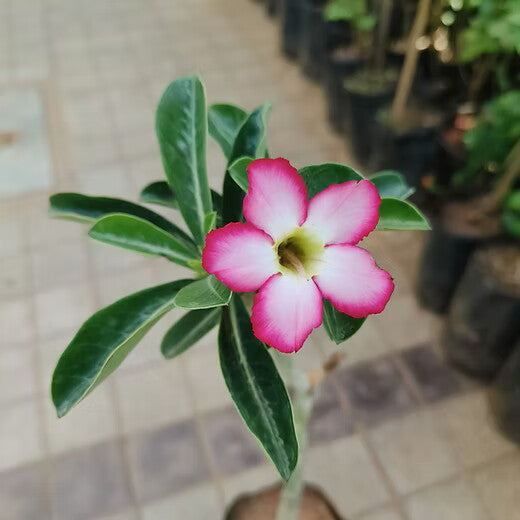 White Pink Adenium Flower Seeds Heirloom Non-GMO High Germination Organic Garden Seeds for Planting