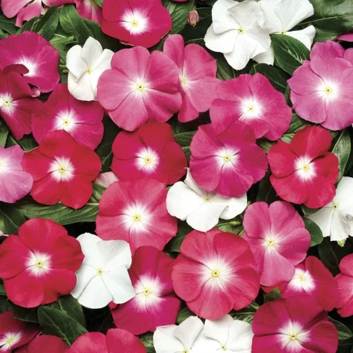 pacifica halo flower seeds