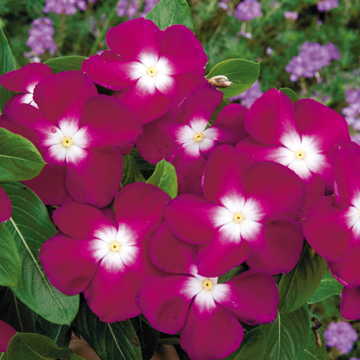 burgundy halo flower seeds