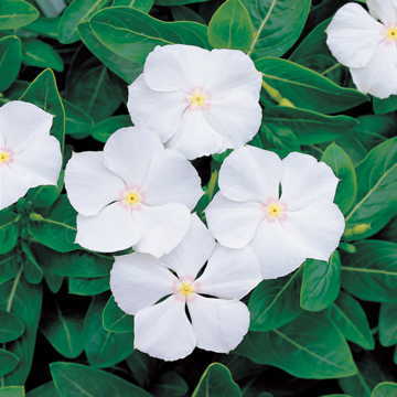 white white flower seeds