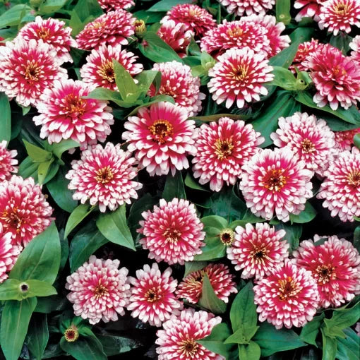 cherry ivory flower seeds