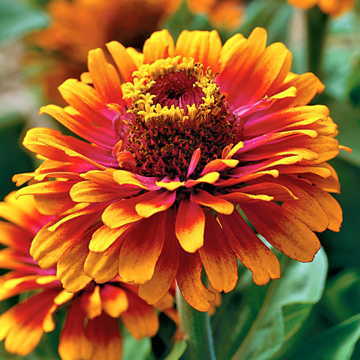 yellow yellow flower seeds