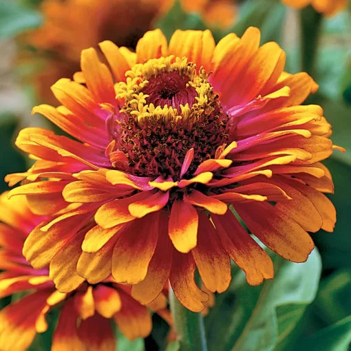yellow yellow flower seeds