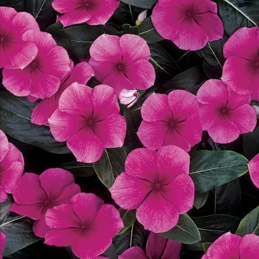pink punch flower seeds