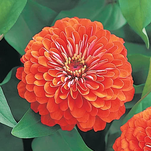 pink dreamland flower seeds