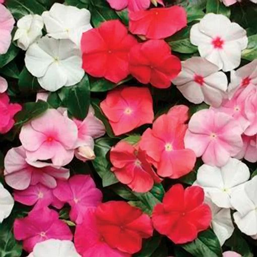 pacifica vinca flower seeds