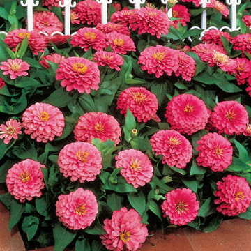 pink pink flower seeds