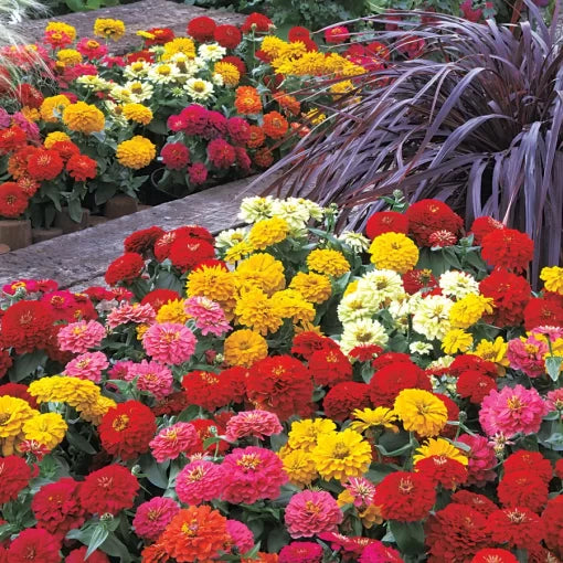 hybrid zinnia flower seeds