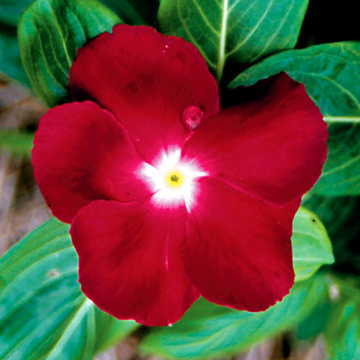 red dark flower seeds