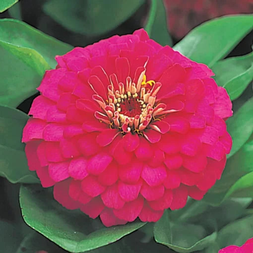 pink dreamland flower seeds