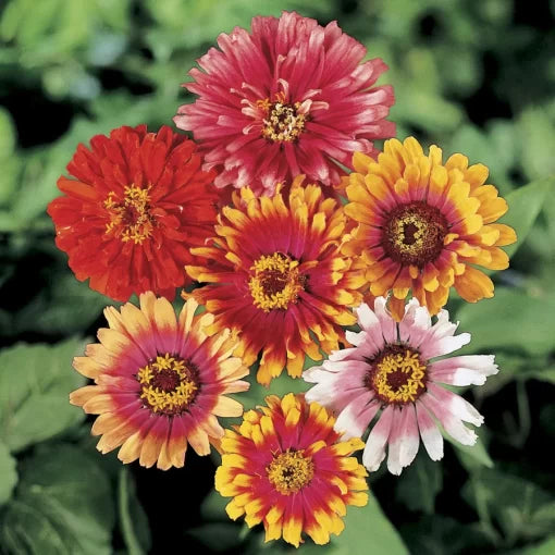 whirligig zinnia flower seeds
