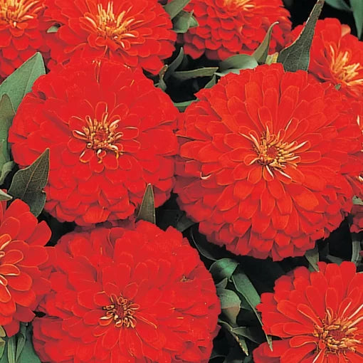 dreamland scarlet flower seeds