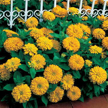 yellow dreamland flower seeds