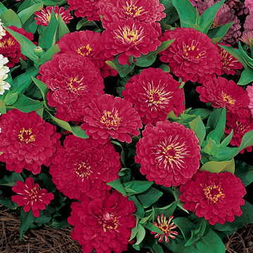 red red flower seeds
