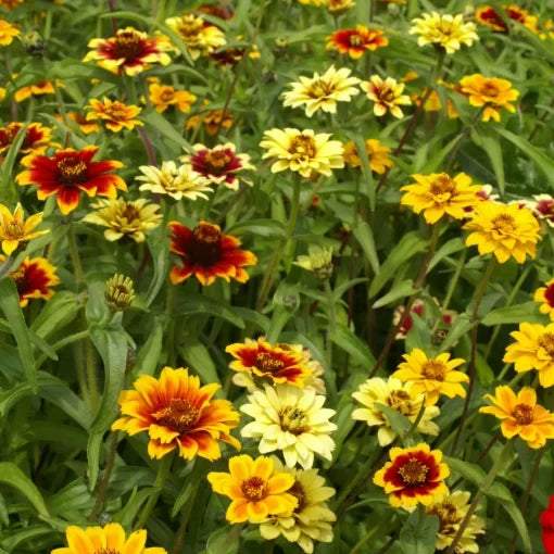persian carpet flower seeds