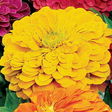 yellow yellow flower seeds