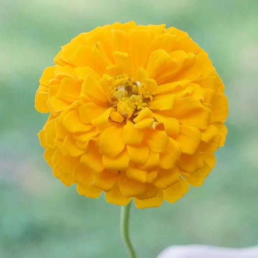 yellow yellow flower seeds