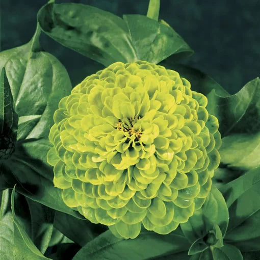 green envy flower seeds