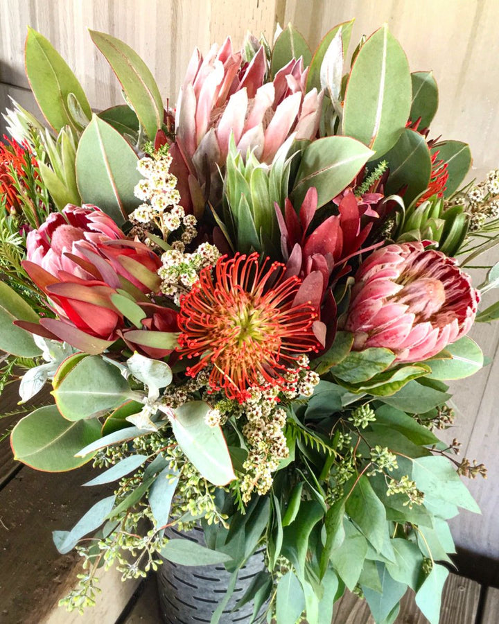 Mixed Protea Flower Seeds – Heirloom, Non-GMO, High Germination Seeds