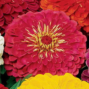 pink red flower seeds
