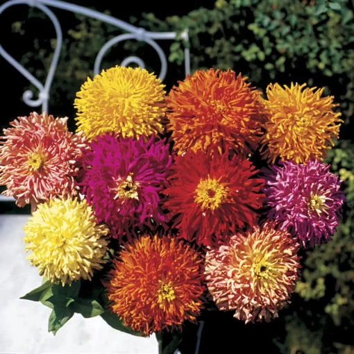 giant cactus flower seeds