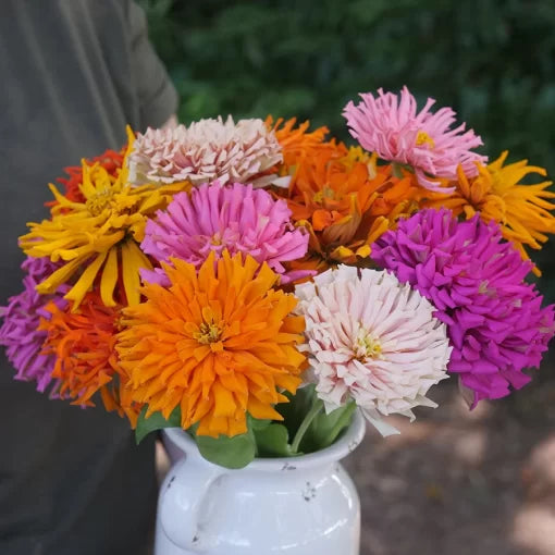 giant cactus flower seeds
