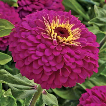 pink rose flower seeds