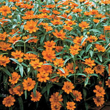 orange orange flower seeds