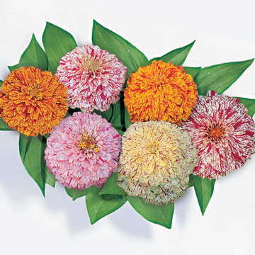 red white flower seeds