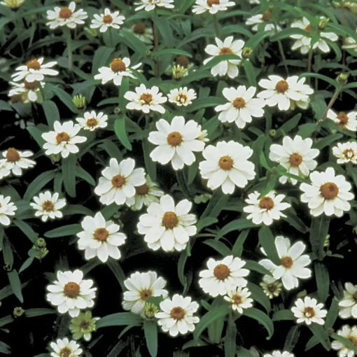 white white flower seeds