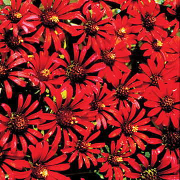 red red flower seeds