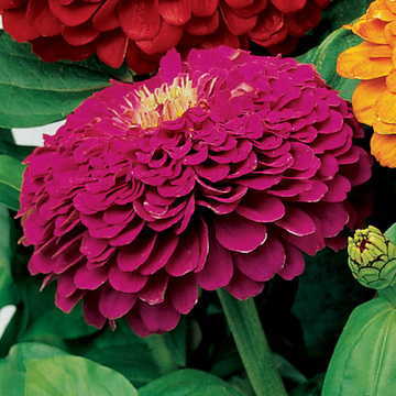 purple purple flower seeds