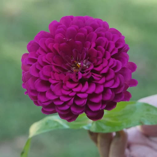 purple purple flower seeds